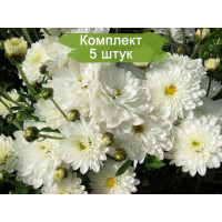 Комплект 5шт  / Хризантема Пауло Уайт (Мультифлора/Белая)